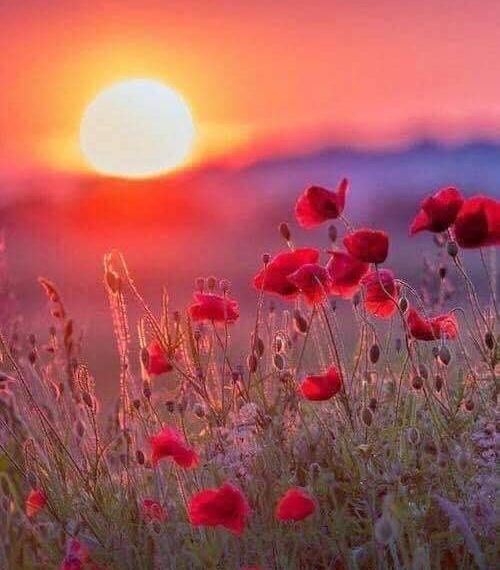 This Sunday we will be holding our first service of remembrance at Larbert Tryst C…